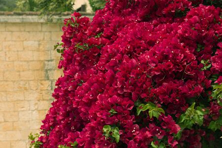 bougainvillea bush with bright red flowersの写真素材