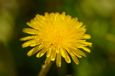 Photo of bright yellow dandelions on a dark backgroundの写真素材