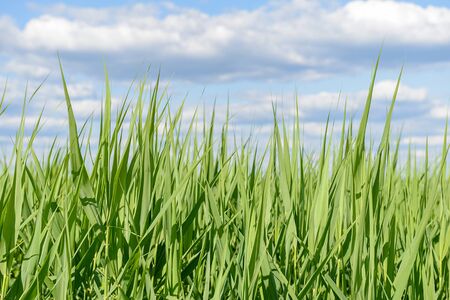 cross-section of lawn with green grass against the blue skyのeditorial素材