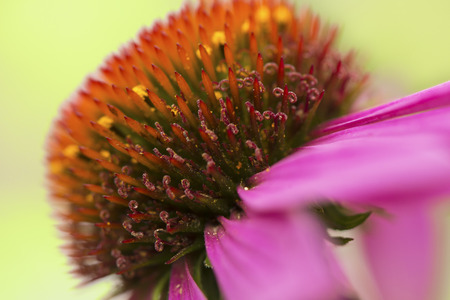 Flower purple rudbecki shot large on the sideの写真素材