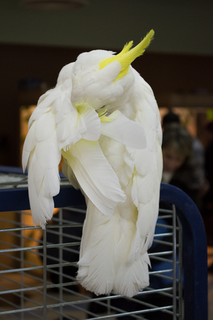 white parrot with bright yellow tufts cleans feathersの写真素材