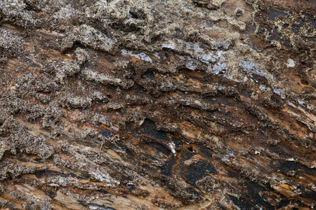 an anthill under the penalty of an old rotten tree