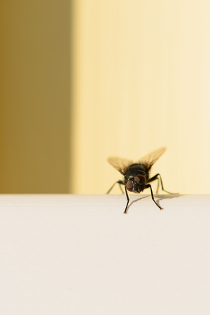 a black fly sits on a plastic white constructionの写真素材
