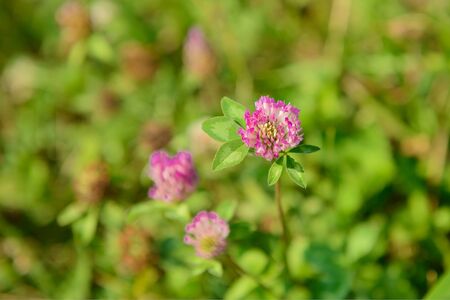 clover flower on a green lawn on a sunny summer dayのeditorial素材