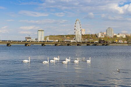 May 4, 2019: A flock of swans swims in the Cheboksary Bay against the background of buildings and structures. Cheboksary. Russia.のeditorial素材