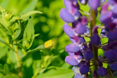 green bug on a green leaf among the flowers of lupine