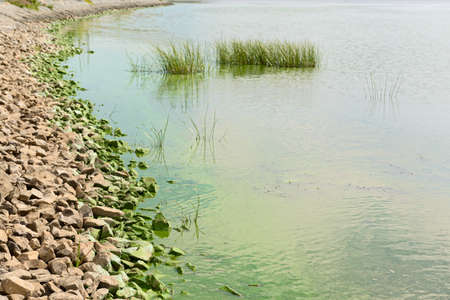 Rocky river Bank covered with greenery due to blooming water