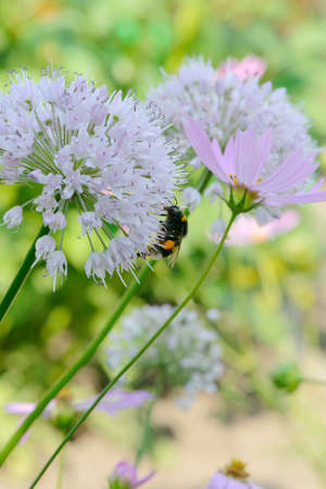 A bee pollinates flowers in a green clearingの写真素材