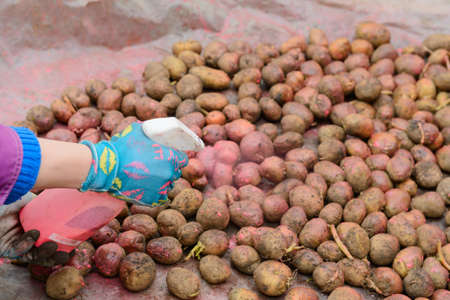 Spraying potato tubers with a protective compound before planting