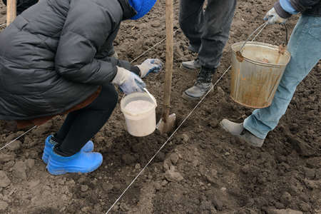 Planting potatoes by hand in the garden with the addition of fertilizers.