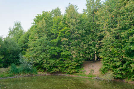 A small pond with trees on the banksの写真素材