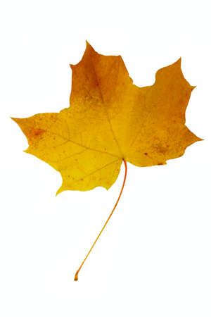 Yellow-brown dried maple leaf on a white backgroundの写真素材