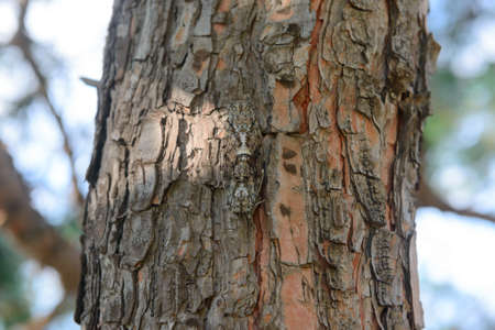 Mating of two cicadas, barely visible on the bark of a treeの写真素材