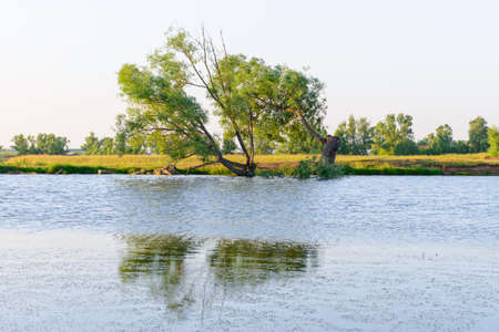 Lake shore with a tree on a sunny summer eveningの写真素材