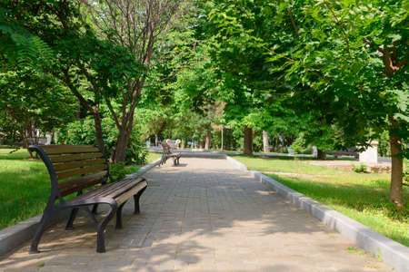 A green park with benches and trees on a sunny summer dayの写真素材