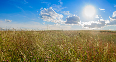 A field overgrown with grass in the eveningの写真素材