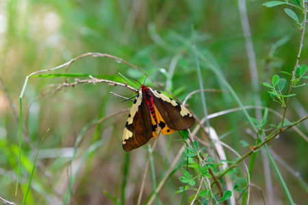 A large butterfly, a moth on a green grassの写真素材