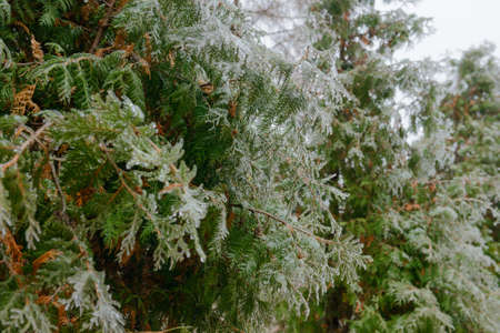 Green branches of thuja covered with ice after an icy rainの写真素材