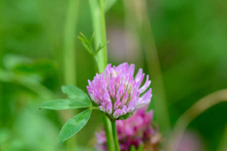 One clover flower on a green lawnの写真素材