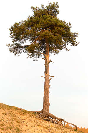 a tall, lonely pine tree on a sandy slopeの写真素材