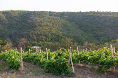 Green rows of vineyards on the slopes of the hillの写真素材