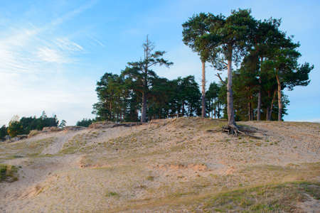 A sandy hill with pine trees on top on a summer eveningの写真素材