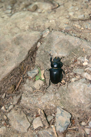 A large black beetle crawls on the pebbles on the groundの写真素材