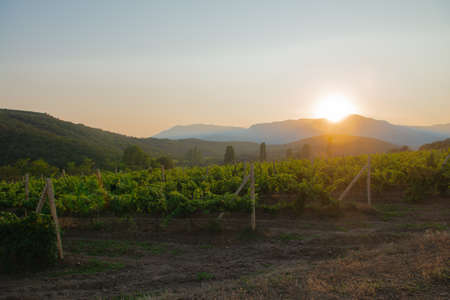Rows of green grape bushes on the hillside in the eveningの写真素材