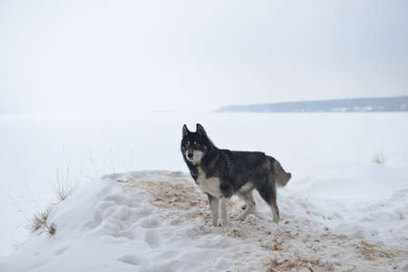 A beautiful fluffy dog is standing in the snow at the edge of the river in winterの写真素材