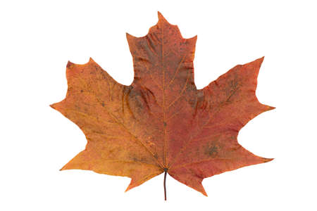 Bright yellow-red maple leaf on a white backgroundの写真素材