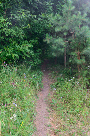 A narrow path into a dense green forestの写真素材