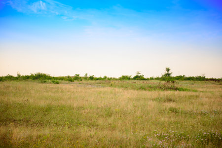 Summer landscape of a green field with shrubsの写真素材