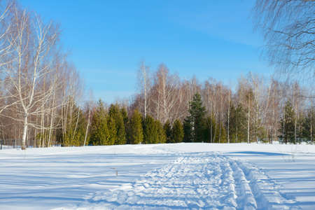 A sunny winter day with a snowy road to the forestの写真素材