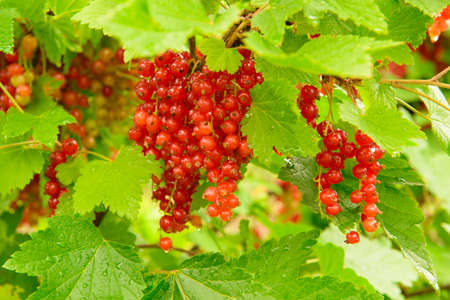 Bright red currant berries on branches with green leavesの写真素材