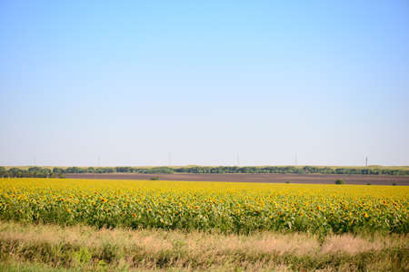 Field of sunflowers with green stems and yellow flowersの写真素材