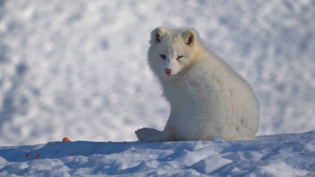 snow fox hunting in the field