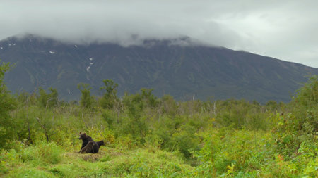 wild nature