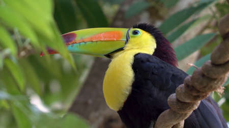 Bird sits on a branch in a tropical forest