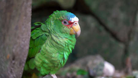 Parrot sits on a branch in a tropical forest