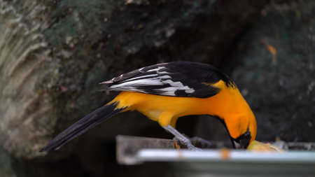 Bird sits on a branch in a tropical forest