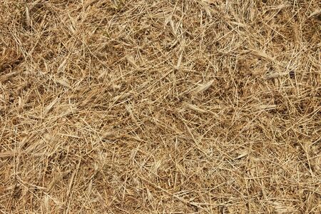 Background, texture of mowed dry grass.の写真素材