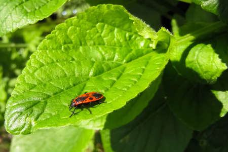 The beetle-soldier sits on a fresh unfolded leaf and basks in the sun.