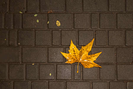 Yellow maple leaf on a wet paving slab.の写真素材