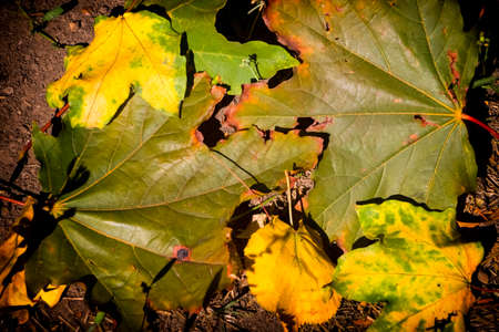 Late fall. Rotten fallen leaves on the ground.