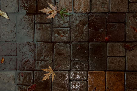 Wet paving slabs in the autumn evening.の写真素材