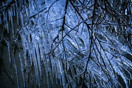 Frozen tree branches in the evening light.