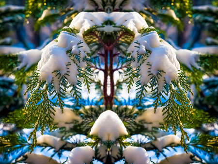 Christmas background, photo collage of icy thuja branches in the snow.の写真素材