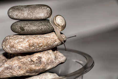 The snail descends the stonesの写真素材