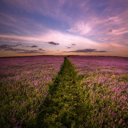 A field with lilac flowers with a road going through it  Sunset の写真素材