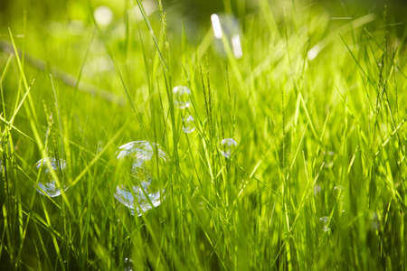 Nature  Background  Grass with soap bubbles の写真素材